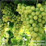 خرید نهال انگور فخری