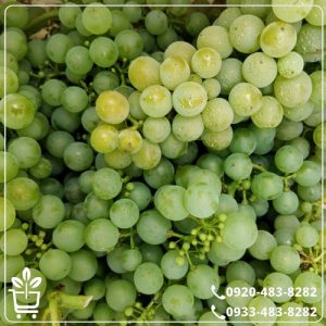 کاشت نهال انگور فخری