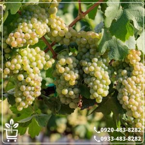 قیمت نهال انگور فخری