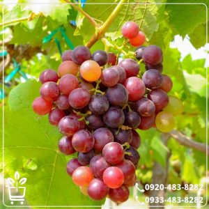 قیمت نهال انگور قیزیل اوزوم