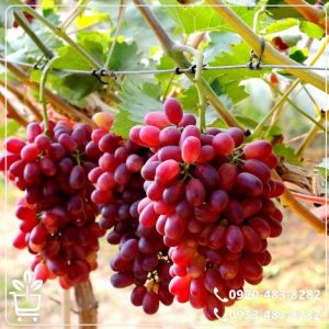 کاشت نهال انگور قیزیل اوزوم