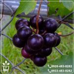 قیمت نهال انگور لعل سیاه