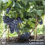 کاشت نهال انگور لعل سیاه