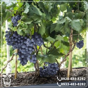 کاشت نهال انگور لعل سیاه