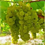 خرید نهال انگور موسکات