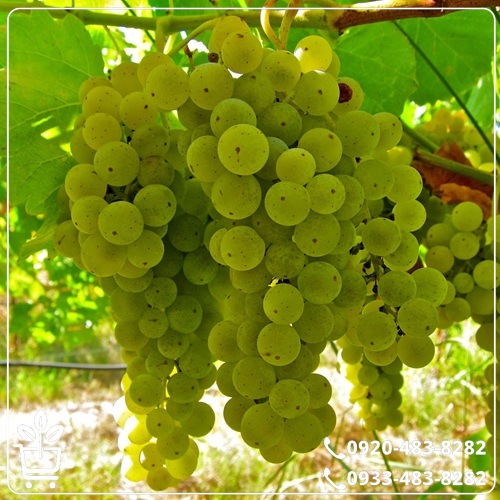 خرید نهال انگور موسکات