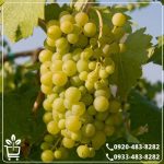 قیمت نهال انگور موسکات