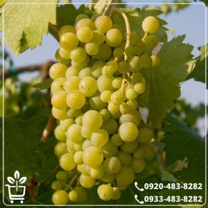 قیمت نهال انگور موسکات