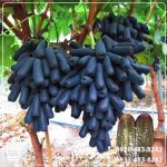 قیمت نهال انگور موندراپ