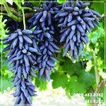 خرید نهال انگور موندراپ