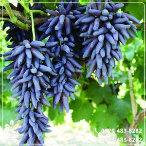 خرید نهال انگور موندراپ