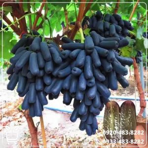 قیمت نهال انگور موندراپ