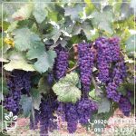 خرید نهال انگور مویز