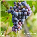 کاشت نهال انگور مویز