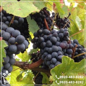 قیمت نهال انگور مویز