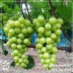 خرید نهال انگور کشمشی