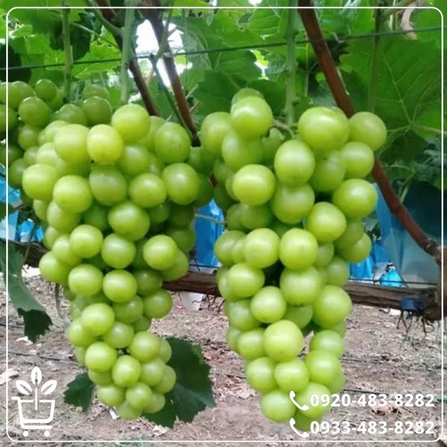 خرید نهال انگور کشمشی