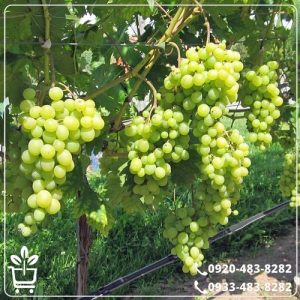 قیمت نهال انگور کشمشی