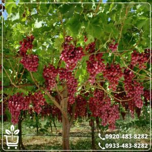 خرید نهال انگور کشمشی قرمز
