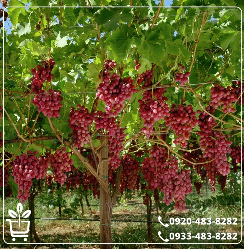 خرید نهال انگور کشمشی قرمز