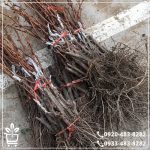 کاشت نهال انگور کشمشی قرمز