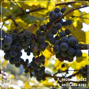 خرید نهال انگور کندری