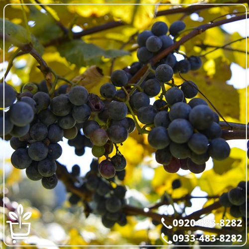 خرید نهال انگور کندری