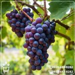 قیمت نهال انگور کندری