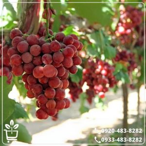 خرید نهال انگور یاقوتی