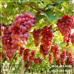 قیمت نهال انگور یاقوتی