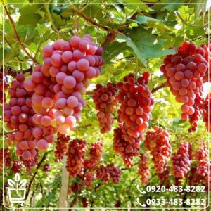 قیمت نهال انگور یاقوتی