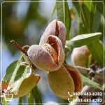 خرید نهال بادام آذر
