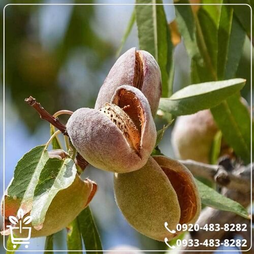 خرید نهال بادام آذر
