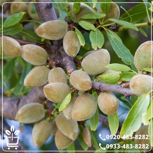 قیمت نهال بادام آذر