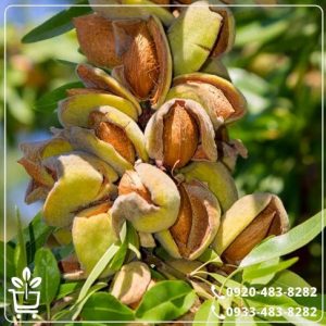 خرید نهال بادام اسکندر
