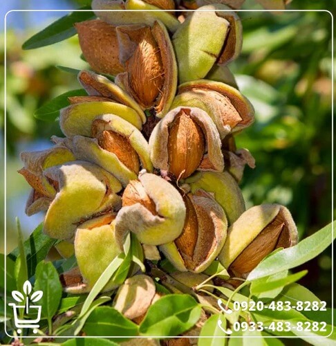 خرید نهال بادام اسکندر