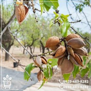 قیمت نهال بادام اسکندر