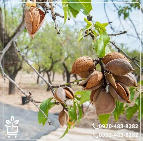 قیمت نهال بادام اسکندر