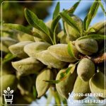 خرید نهال بادام تونو