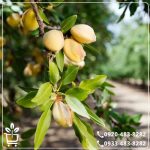 قیمت نهال بادام تونو