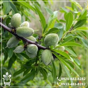 خرید نهال بادام حریر