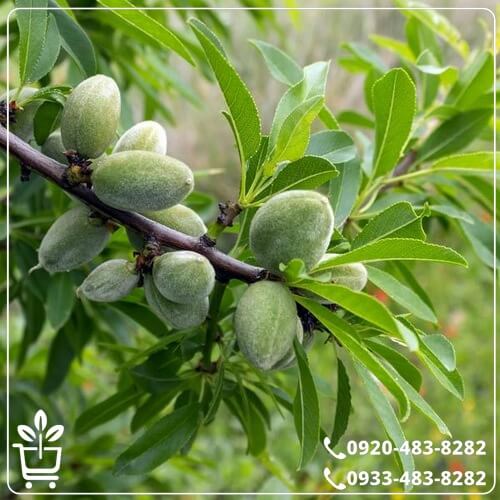 خرید نهال بادام حریر