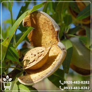 قیمت نهال بادام حریر