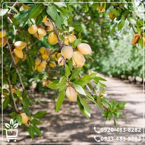 خرید نهال بادام خوشه ای