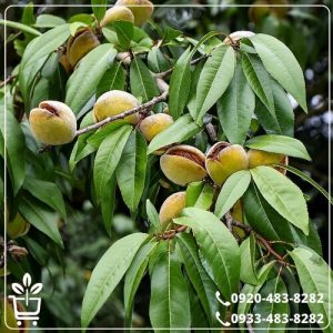 قیمت نهال بادام خوشه ای