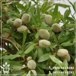 خرید نهال بادام سنگی