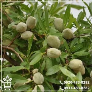 خرید نهال بادام سنگی