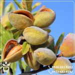 قیمت نهال بادام سنگی