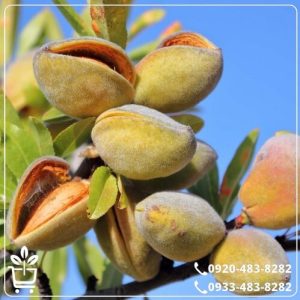 قیمت نهال بادام سنگی