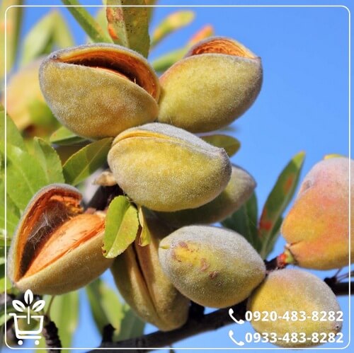 قیمت نهال بادام سنگی